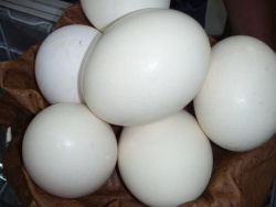 Fertile Hatching Parrot Eggs for sale