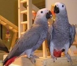 Pair Of Talking African Grey Parrots For Re-homing