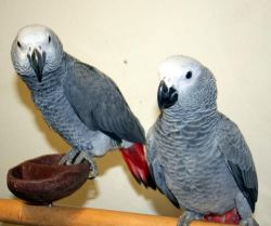 Hand tamed talkative African Gray Parrot
