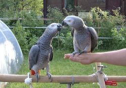Pair Of Talking African Grey Parrots For Sale