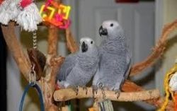Beautiful Congo African Grey Parrots