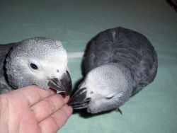 Baby African Grey Parrots, Cuddly Tame