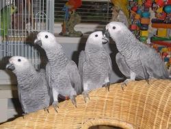 male and female Congo African gray parrots