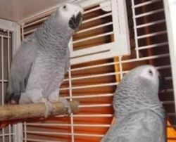 African Gray, Umbrella Cockatoo & Macaws Parrots