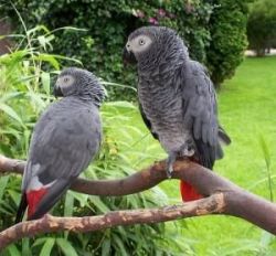 Great African congo Grey Parrots for adoption
