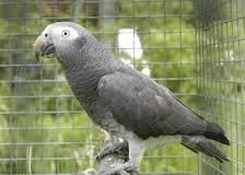 Male and Female African Grey Parrots