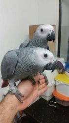 Semi Tame African Grey Parrots