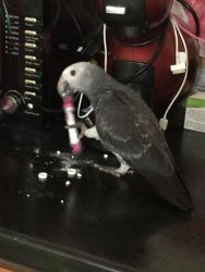 5 month old African grey for sale