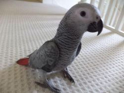 16 Week Old Baby African Grey Parrot For Sale