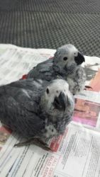 Cuddly Tame Hand-reared Baby African Grey Parrots