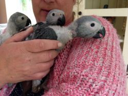 Baby Handreared African Grey Parrots