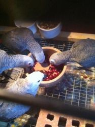 Cuddly tame baby Congo African greys