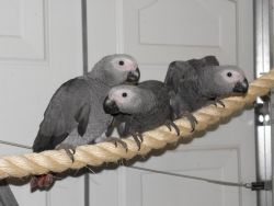 Hand-reared African Grey Baby Parrots