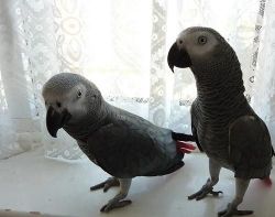 Healthy Cage Trained Pair Of African Grey Parrots