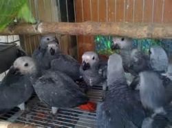 Healthy Babies Parrots And Fertile Parrots Eggs