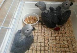 African greys babies Parrots and Eggs