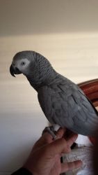 fresh African grey parrot for sale