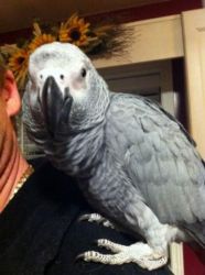 African grey and Macaw parrot for sale