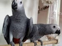 Playful Congo grey parrots looking for a new home