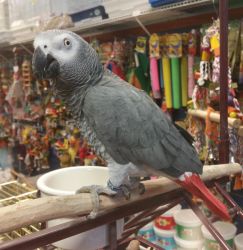 hand-fed african greys for sale