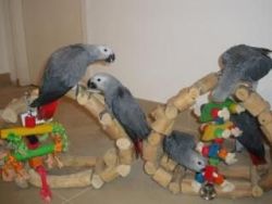 Congo African grey parrots for adoption