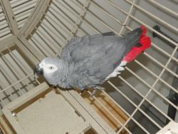 Tame African grey Parrots for sale