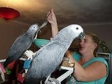 A pair of speaking African Grey parrots ready