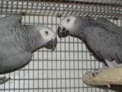 Talkling Congo African Grey Parrots