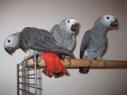 Pairs Of African Grey Parrots Ready