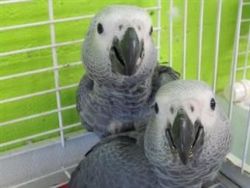 Parrots for Sale with cage