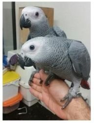 Perfect Talking African Grey Parrots Ready Now