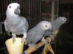 African Grey Parrots For Sale $700