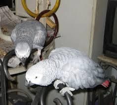 Pairs of Talking African Grey Parrots
