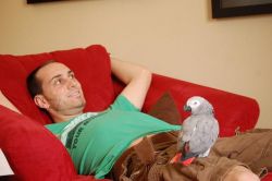 African Grey Parrots For Salexxx) xxx-xxx3