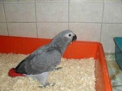 Fully Weaned African Grey Babies For Sale