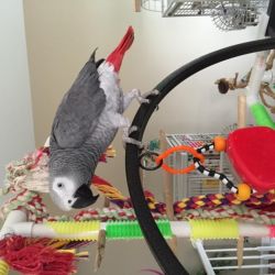 African grey parrot with cage