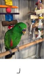 Super Mixed Parrots
