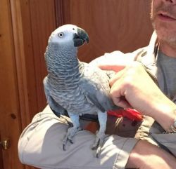 African Grey Parrot For Sale Plus Cage