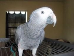Gorgeous Tamed & Talking Parrots For Sale