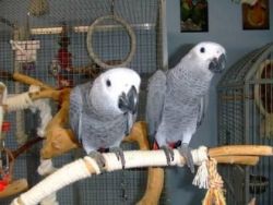 Female And Male African Grey Parrots For Sale