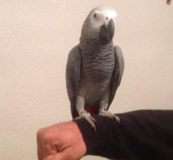 Adorable talking African Grey Parrots