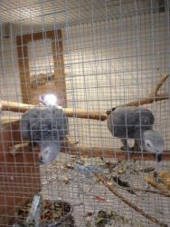 Pair of pet African grey parrots
