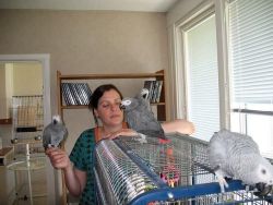 8 Months Talking Congo African Grey Parrots