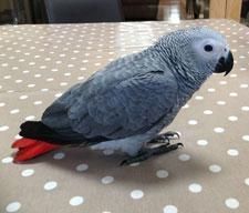 Hand-fed African Grey Parrots