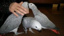 Pair Of Talking African Grey Parrots $400.00