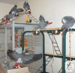 8 Months Talking Congo African Grey Parrots
