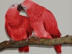 Red Factor Congo African Grey Parrots For Sale