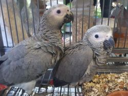 Super Cuddly Tame Hand Reared African Grey Babies