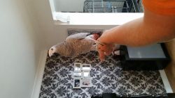 Tame African grey parrot for adoption