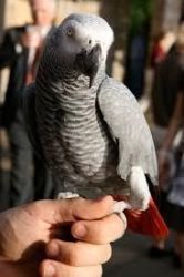 Outstanding African Grey Parrot for Adoption